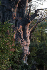 Affenbrotbaum / Baobab / Adansonia digitata