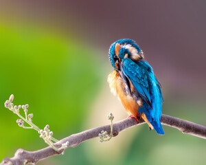 Kingfisher,Common concentrating on selfceare
