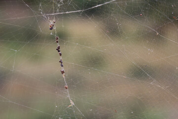 Afrikanische Seidenspinne / Banded-legged golden orb-web spider / Nephila senegalensis.