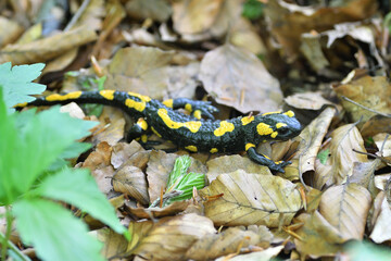 Detail of head fire salamander lizard on foliage in in autumn leaves