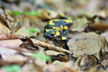 Detail of head fire salamander lizard on foliage in in autumn leaves