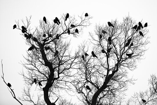 black birds on black tree branches isolated on white background