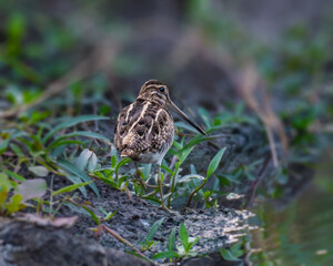 Snipe- Pintailed in an evening