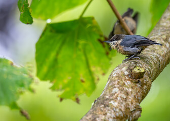 Pygmy Nuthatch (Sitta pygmaea) in North America