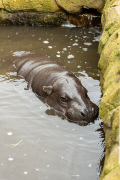 Pygmy Hippo (Choeropsis liberiensis) in Liberia