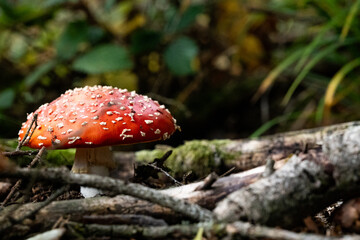 Fliegenpilz im herbstlichen Wald