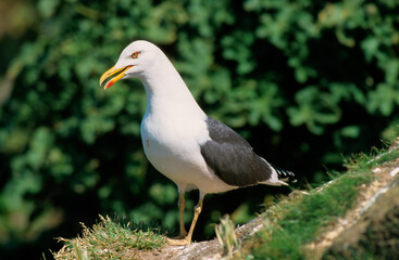 Goéland brun,.Larus fuscus, Lesser Black backed Gull
