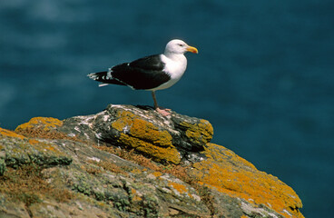 Goéland marin,.Larus marinus, Great Black backed Gul