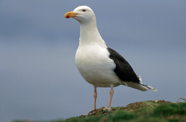 Obraz premium Goéland marin,.Larus marinus, Great Black backed Gul