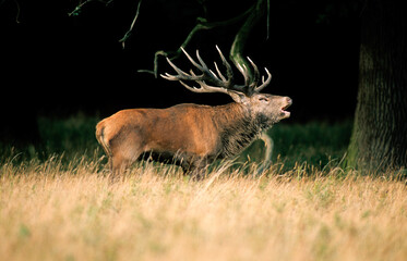 Cerf &eacute;laphe, brame, cerf , Cervus elaphus, coucher de soleil