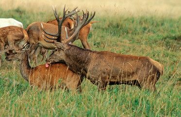 Cerf &eacute;laphe, brame, cerf, biches , Cervus elaphus