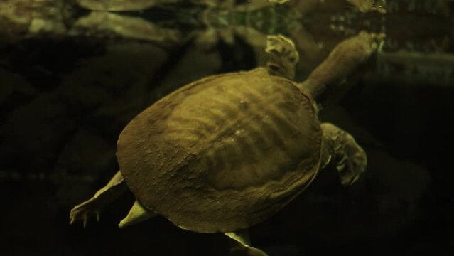 Active chinese softshell turtle trionyx, swims quickly in an aquarium. A turtle swims underwater among driftwood, dark background
