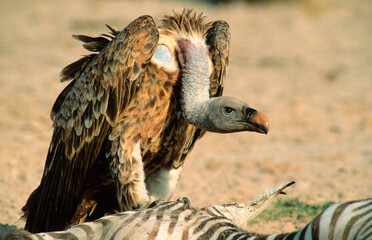 Fototapeta premium Vautour de Rüppell,.Gyps rueppelli , Rüppell's Vulture, Parc national du Serengeti, Tanzanie