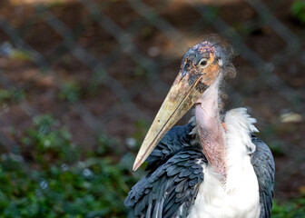 Marabou Stork (Leptoptilos crumenifer) in Tanzania