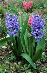 Fototapeta premium Hyacinthus x 'Atlantic' , Jacinthe