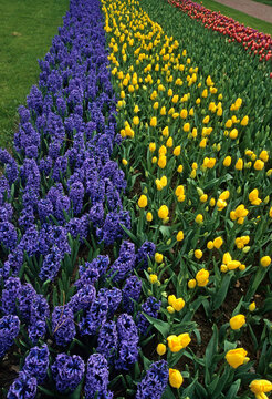 Hyacinthus x 'Blue Jacker' , Jacinthe, Tulipe