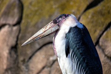 Marabou Stork (Leptoptilos crumenifer) in Tanzania