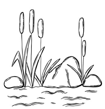River landscape with snones and reed grass in hand drawn sketch style