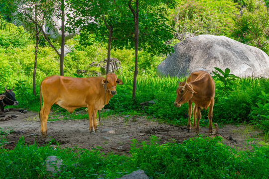 Indian domestic farming cow or Indian traditional cows or Indigenous cattle breeds of India or nattu maadu at agriculture field, Gingee, Tamilnadu, South india.