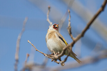Beautiful perched goldfinch