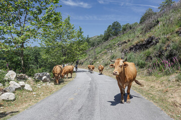 Purebred portuguese mountain cows