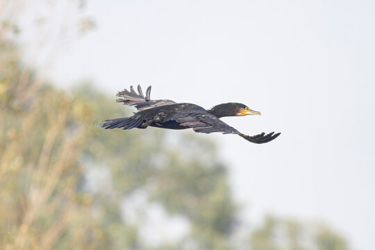 Cormorant in flight closeup