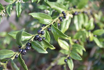 Sarococca hookeriana en hiver (Himalaya, Chine)