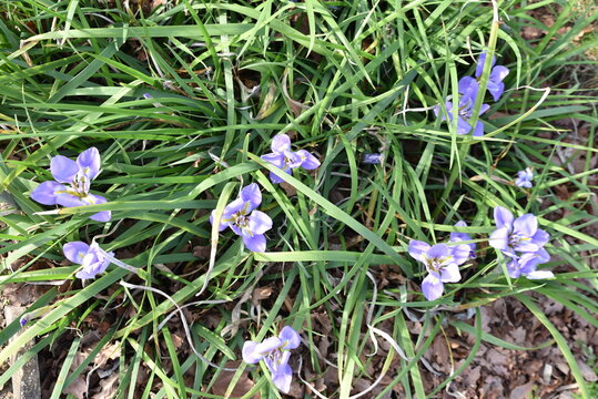 Iris unguicularis au printemps (Asie mineure, Europe)