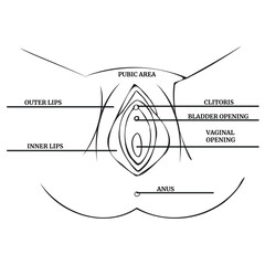 Linear drawing of a woman's vagina with a description. Medical poster. Vector illustration