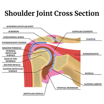 Anatomy of the human shoulder joint in cross section. Colorful medical poster with descriptions. Vector illustration