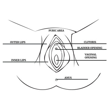 Linear drawing of a woman's vagina with a description. Medical poster. Vector illustration