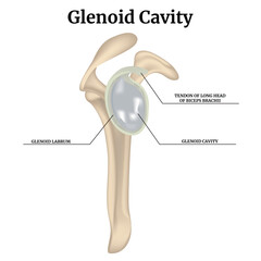 Glenoid cavity. Rendering of the clavicular joint. Vector medical illustration