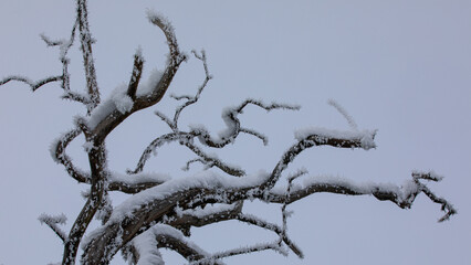 Ast mit Schnee im Winter