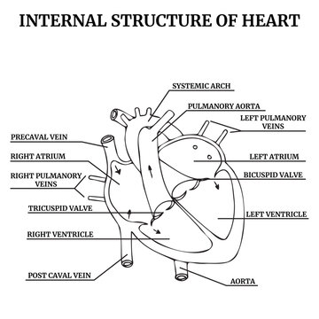 Anatomical structure of the heart, diagram with descriptions. Medical poster. Vector illustration