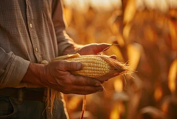 Fotobehang A close-up of the farmer's hand proudly grasping a harvested ear of corn amidst the vast field. © Murda