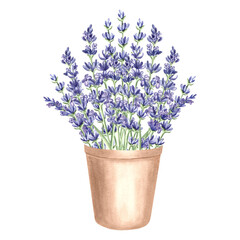 Lavender flowers bunch purple in clay flower pot, watercolor illustration. Isolated hand drawn Provence floral bouquet. Botanical drawing template for card, packaging, tableware, textile, embroidery