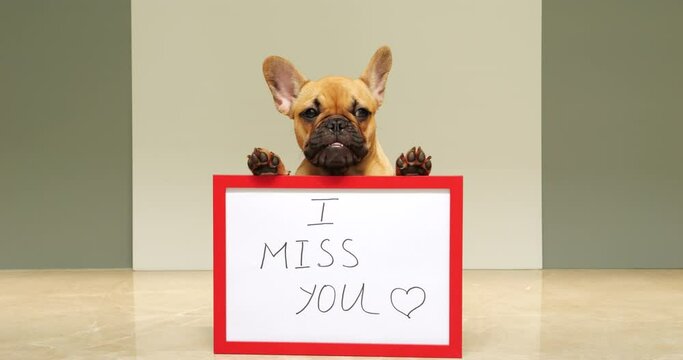 Young doggy with message 'I miss you' on the placard, turn head but does not look straight at beginning. Small French Bulldog puppy breathe heavily and looks unhappy