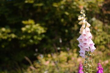pink foxglove in the meadow