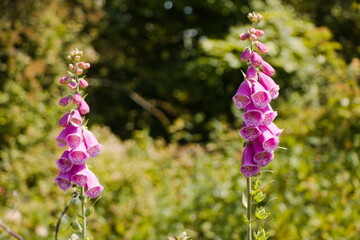 foxglove in the meadow