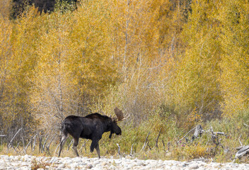 Bull Moose in Autumn in Grand Teton National Park Wyoming
