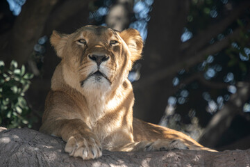 leona descansando bajo la sombra de un árbol