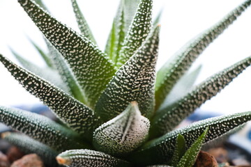 gasteria flow close up