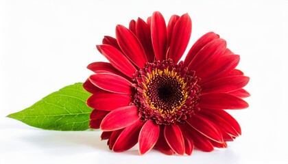 beautiful striped red flower isolated on a white background
