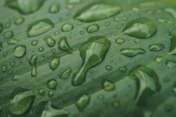 raindrops on the green plant leaf in rainy days