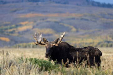 Bull Moose in Autumn in Grand Teton National Park Wyoming