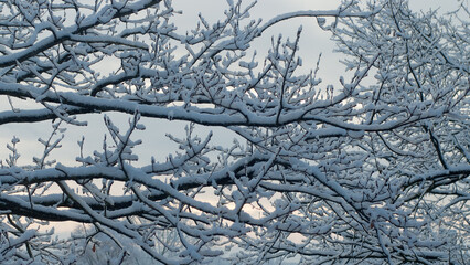 snow-covered tree branches in the forest and gray sky, view from below