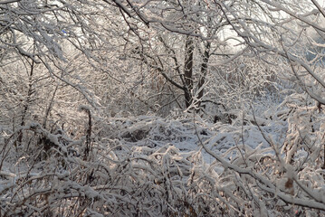 winter landscape, in the photo there is a forest in winter