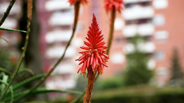 Blooming Aloe vera plant with red flower in city park on a buildings background close up