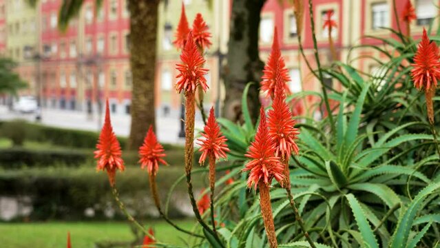 Blooming Aloe vera plant with red flowers in city park on a street buildings background close up