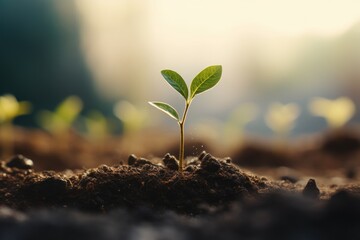 A picture of a small plant emerging from the ground. Can be used to depict growth, new beginnings, or nature's resilience.